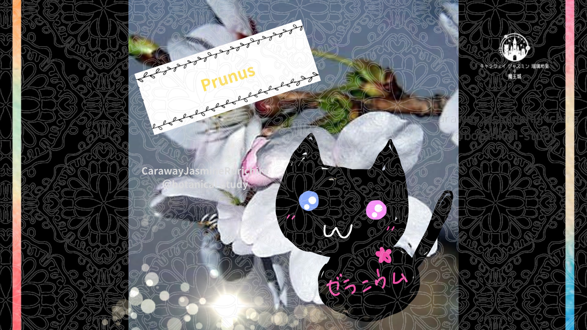 今日の誕生花A　4.１