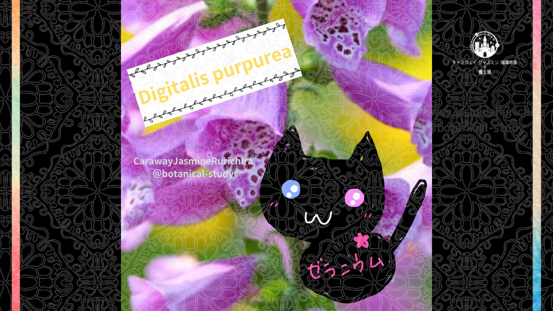 今日の誕生花A　3.27