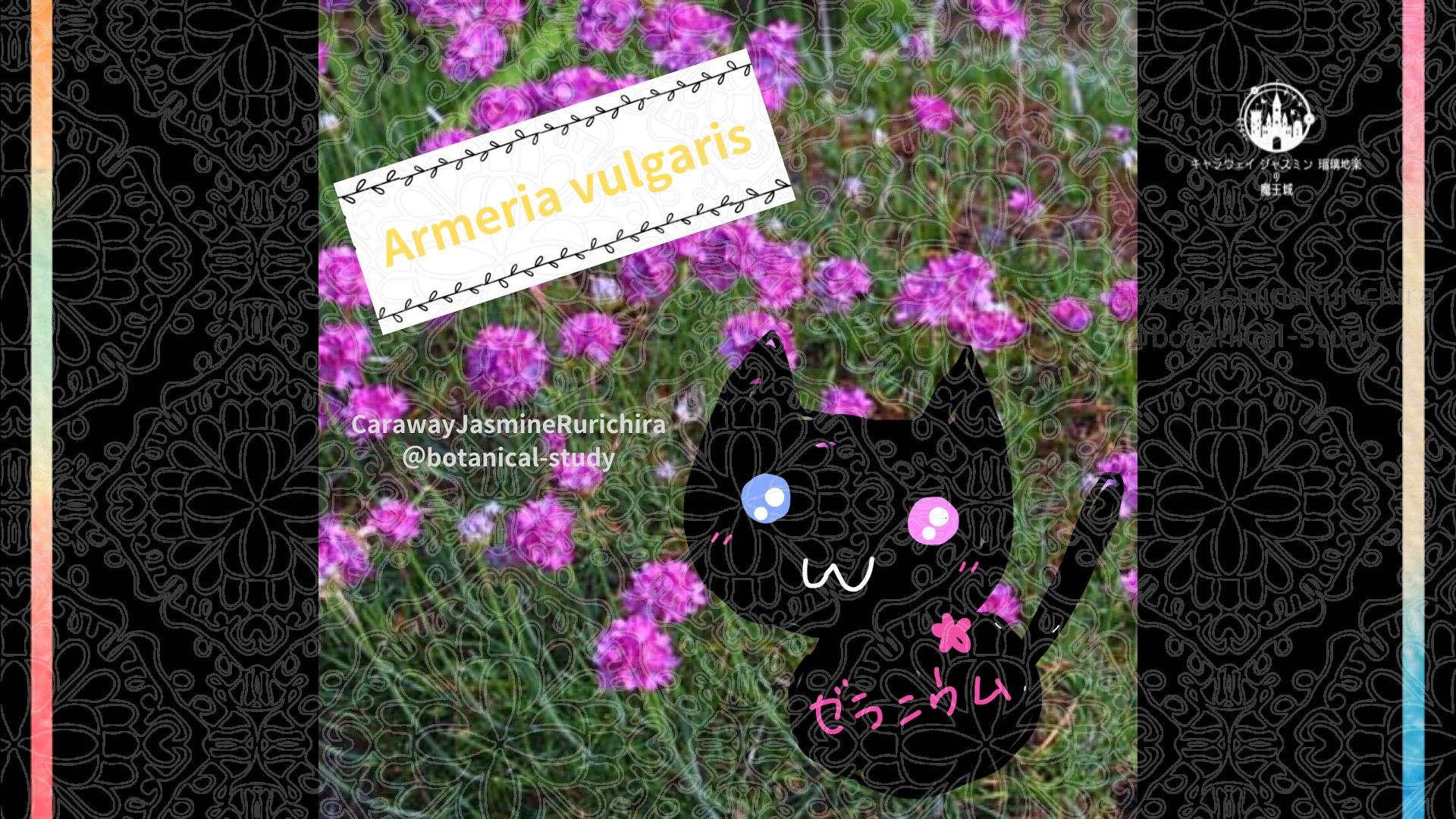 今日の誕生花A　3.30