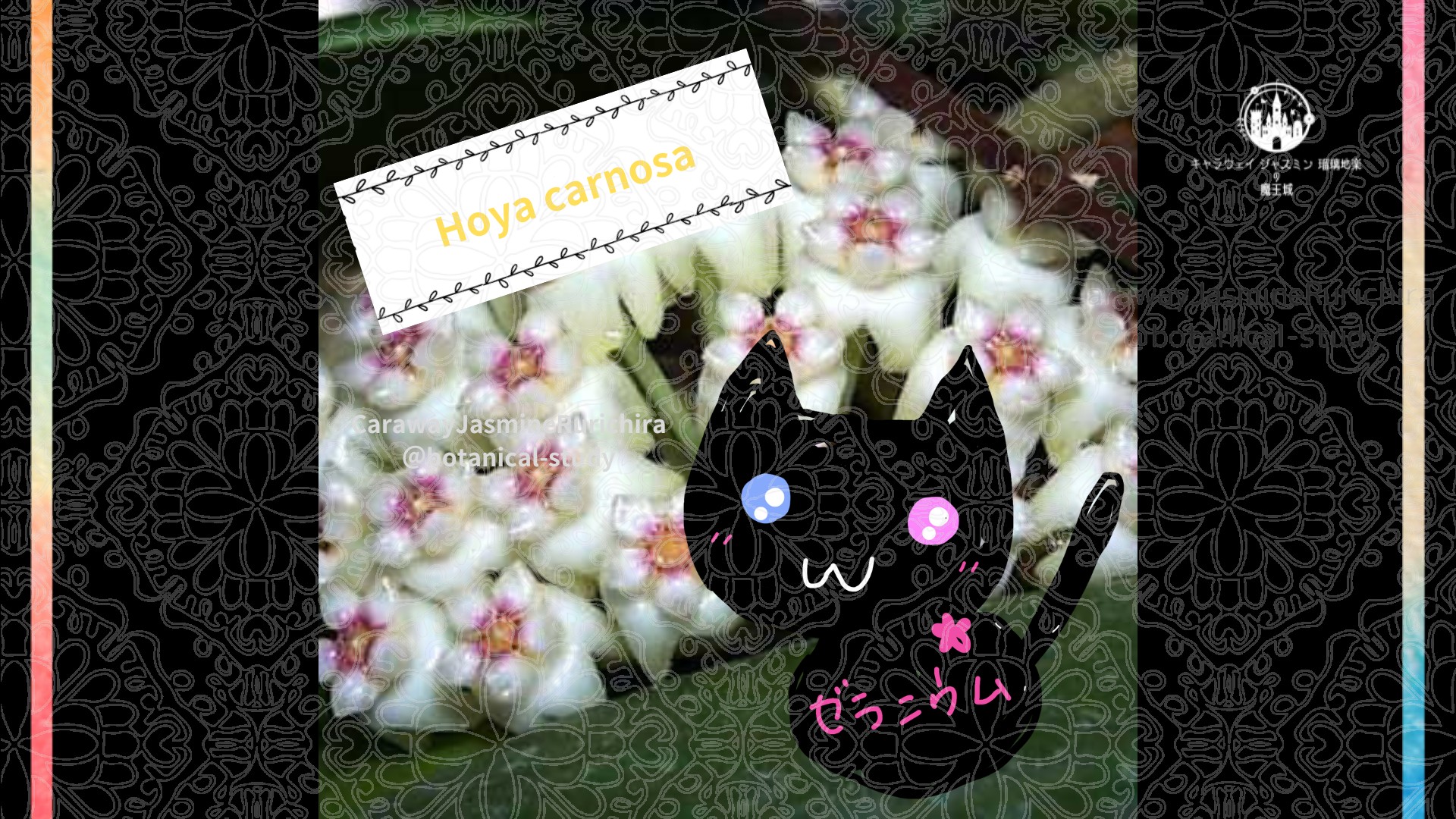 今日の誕生花A　3.21