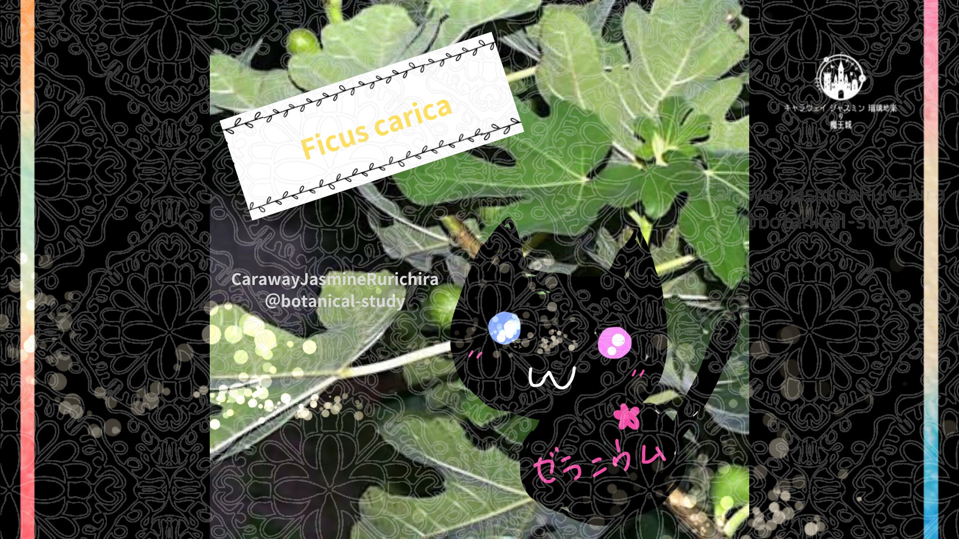 今日の誕生花A　4.5