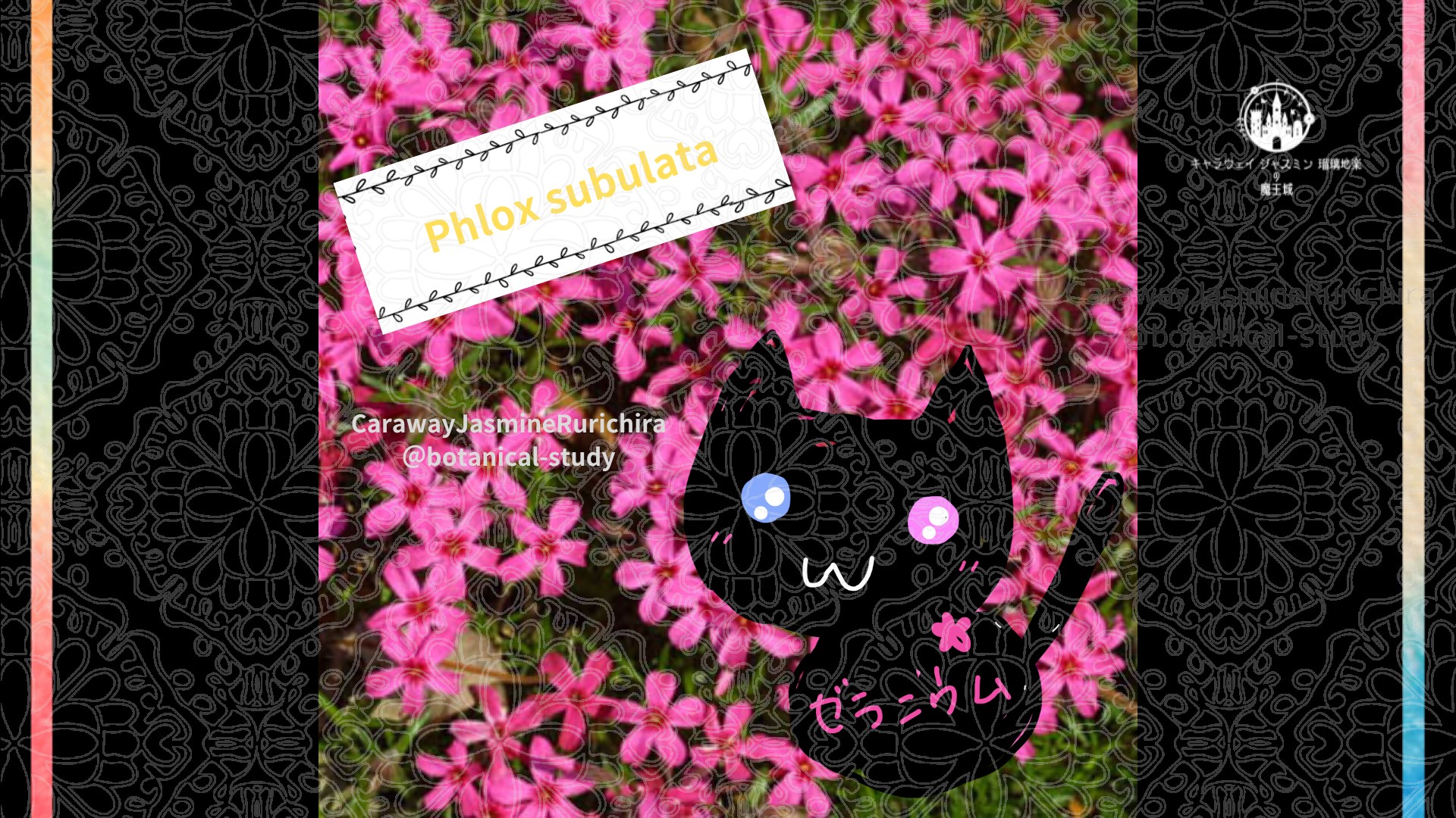 今日の誕生花A　4.8