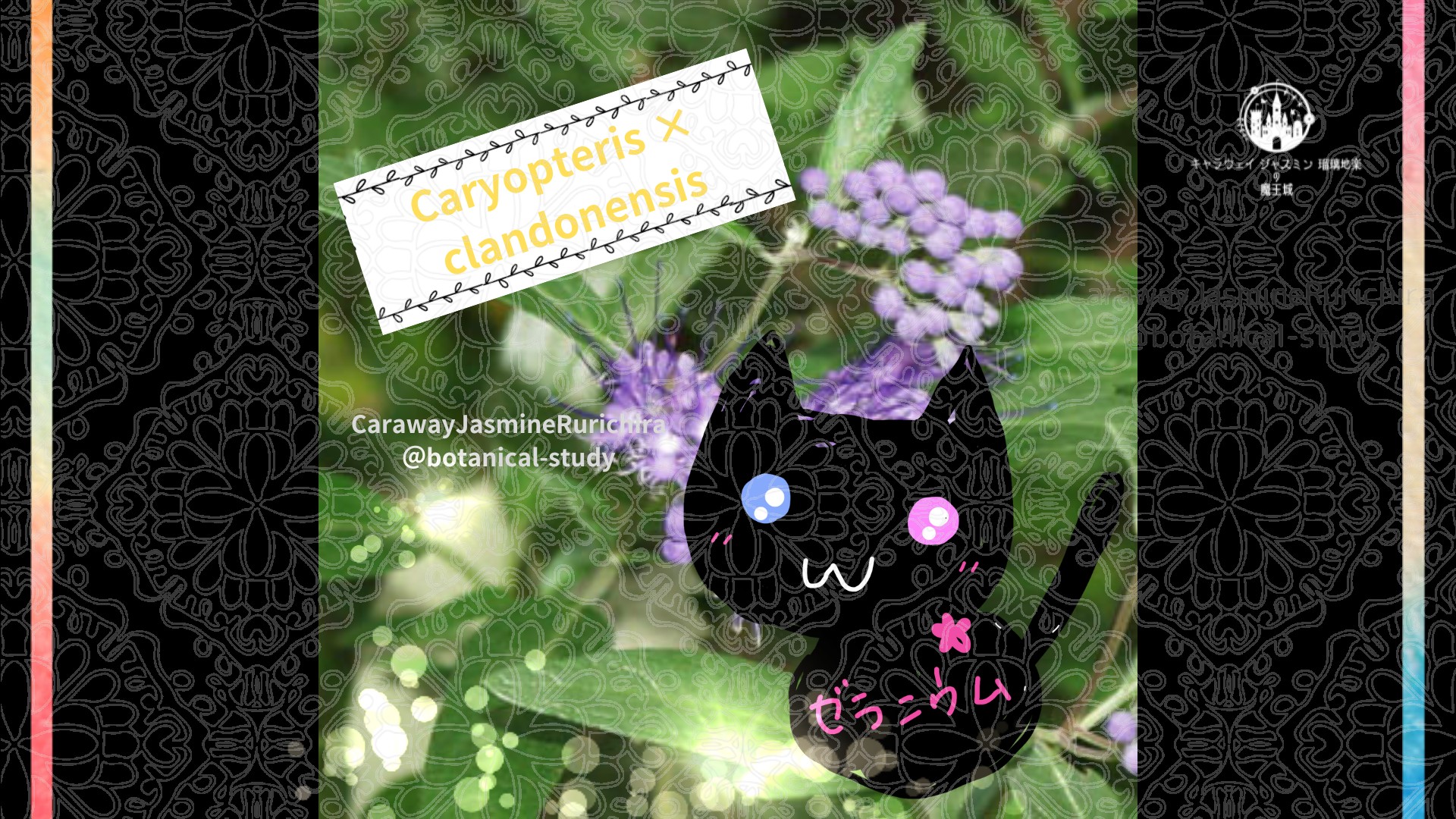 今日の誕生花A　4.11