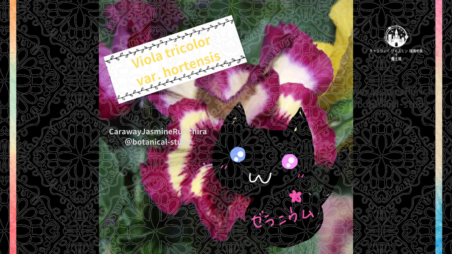 今日の誕生花A　4.9