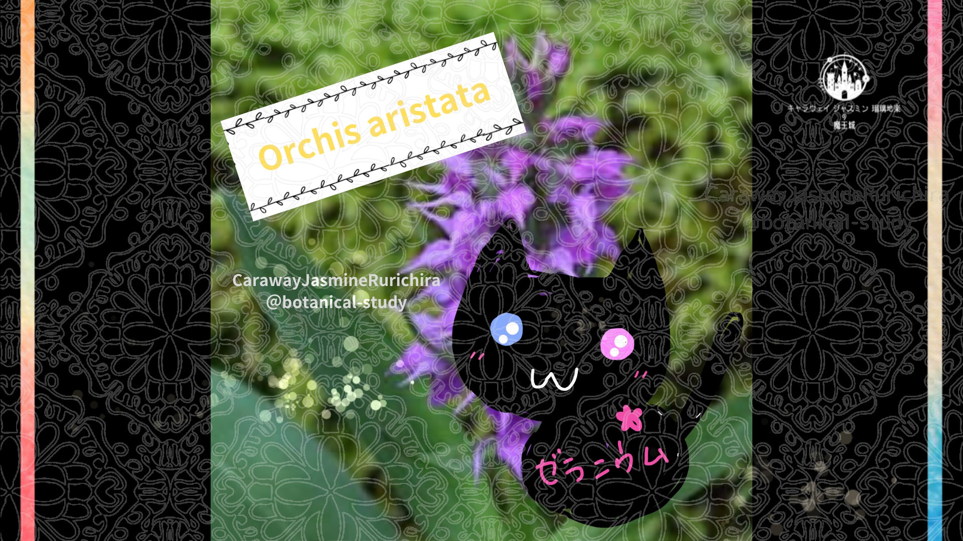 今日の誕生花A　4.15