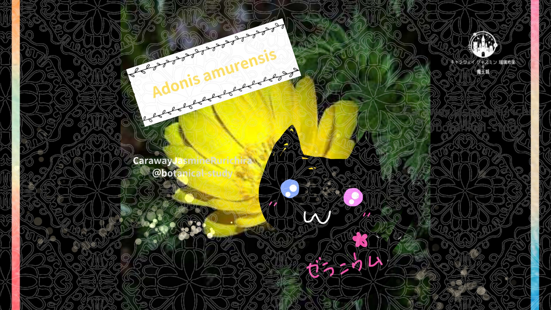 今日の誕生花A　4.6