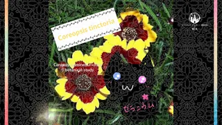 今日の誕生花A　4.13