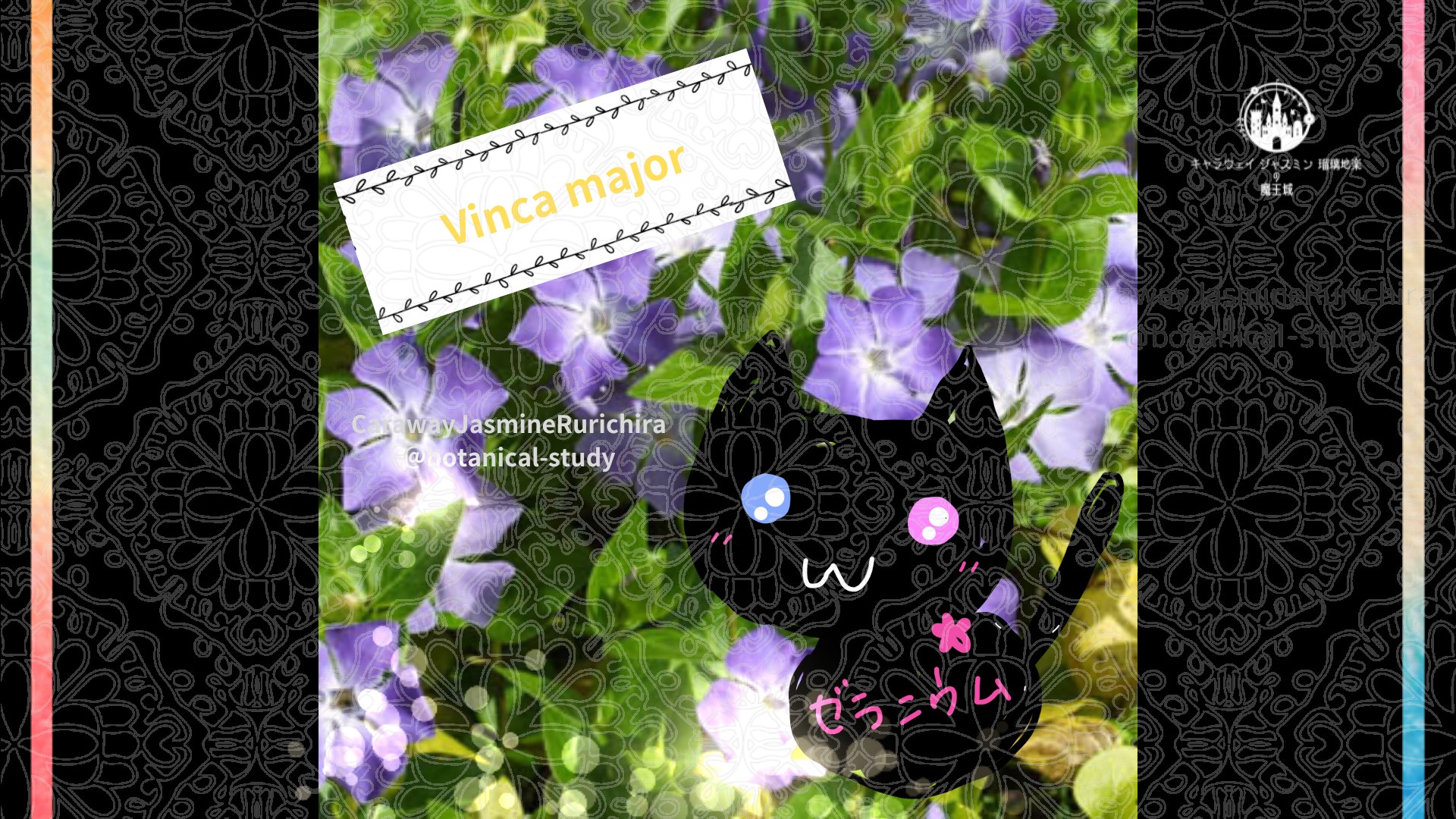 今日の誕生花A　4.10