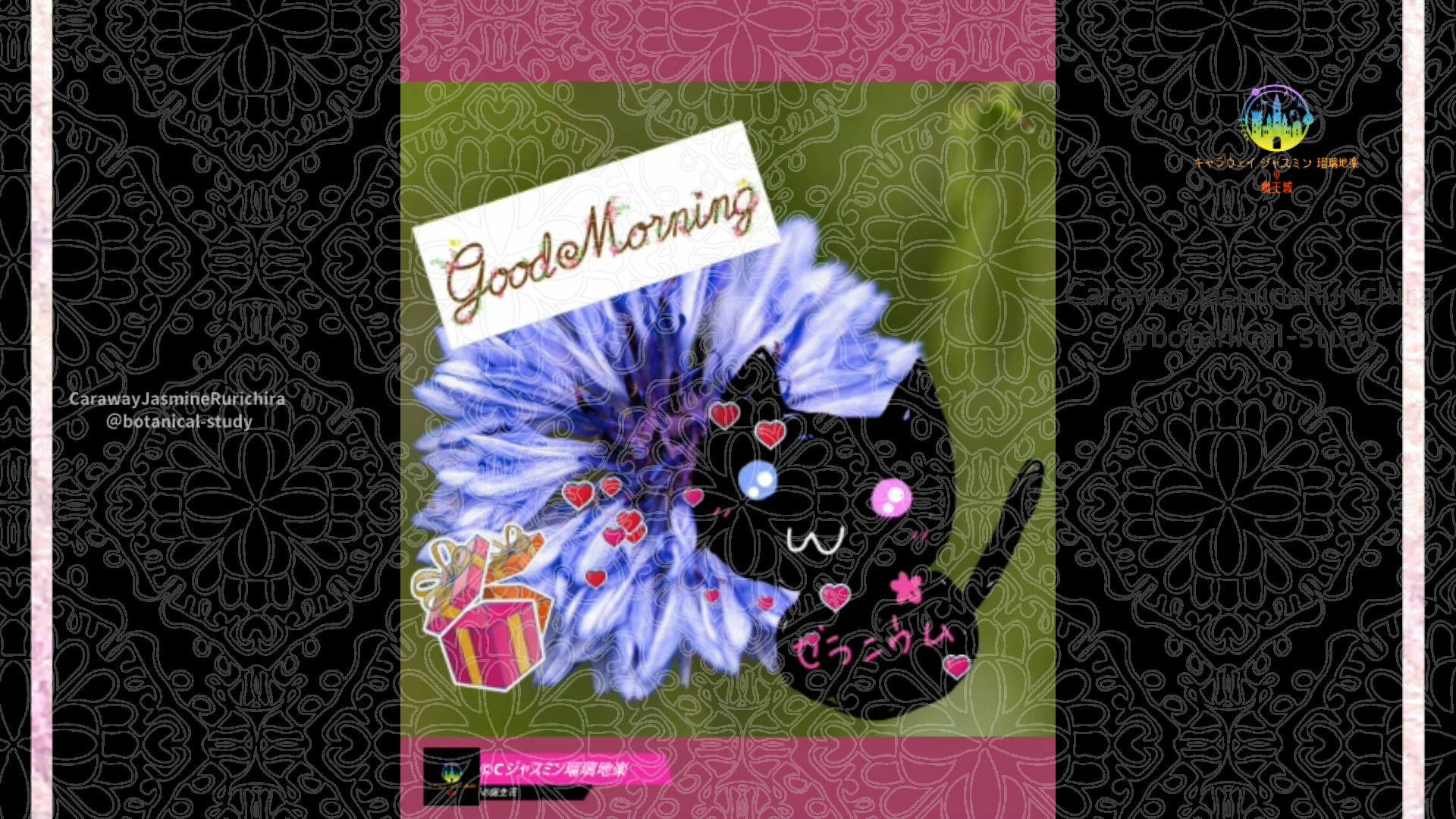 「ヤグルマギク」4月11日Rゼラニウム瑠璃地楽と今日の誕生花とおはようメッセージ＠botanical-study