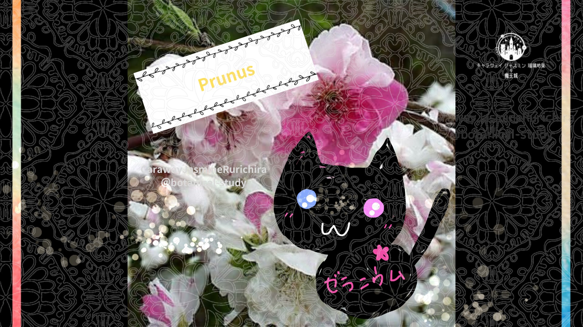 今日の誕生花A　4.12