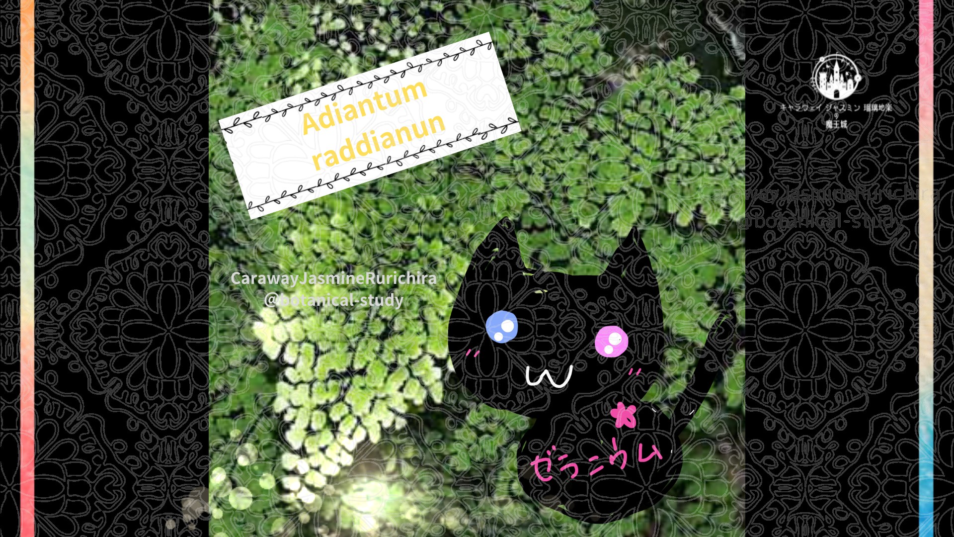 今日の誕生花A　4.7