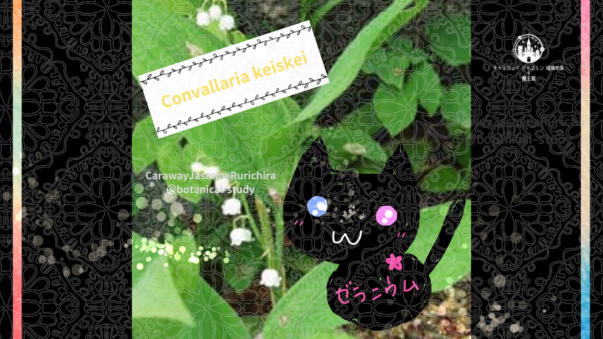 今日の誕生花A　5.1