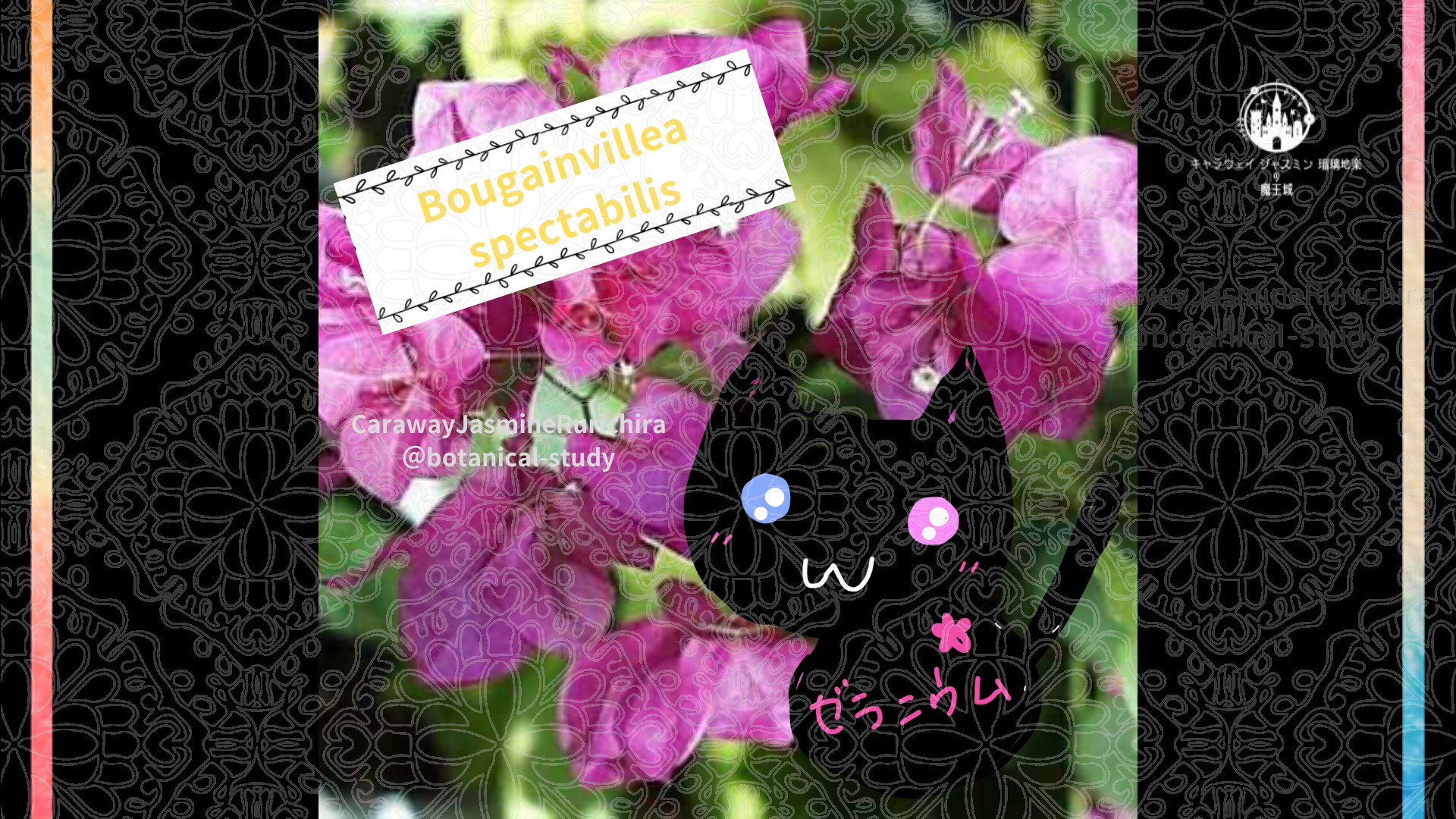 今日の誕生花A　7.23