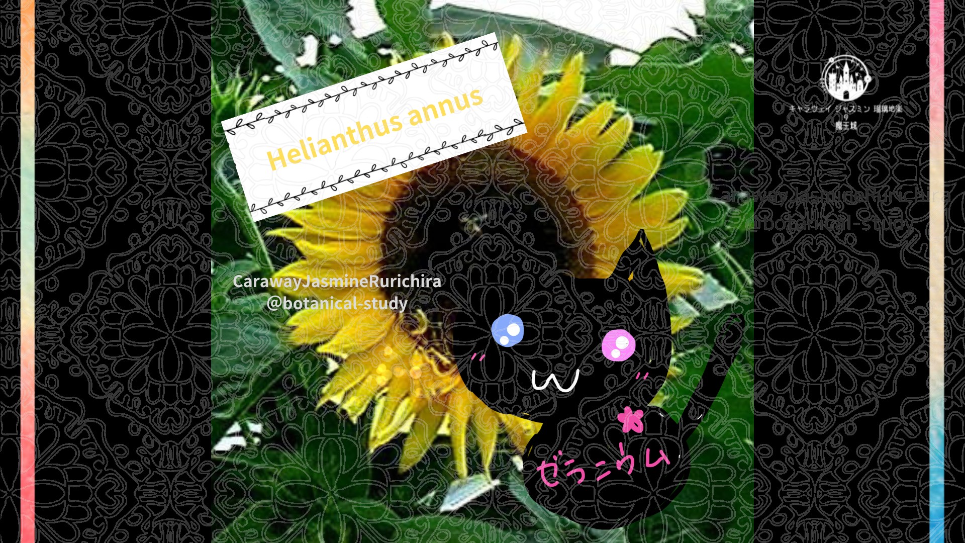 今日の誕生花A　8.4