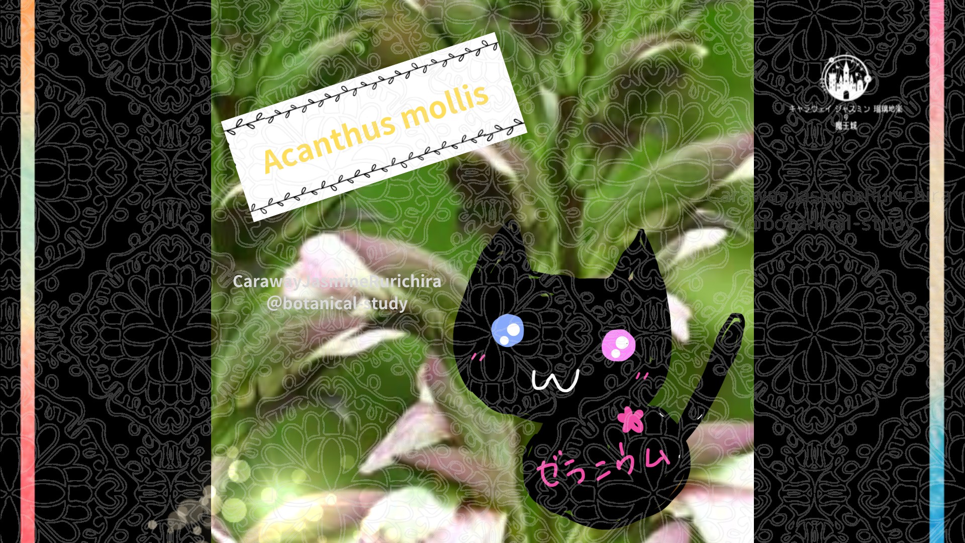 今日の誕生花A　7.11