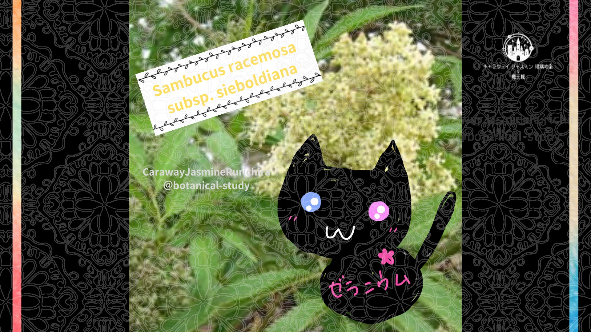 今日の誕生花A　7.25