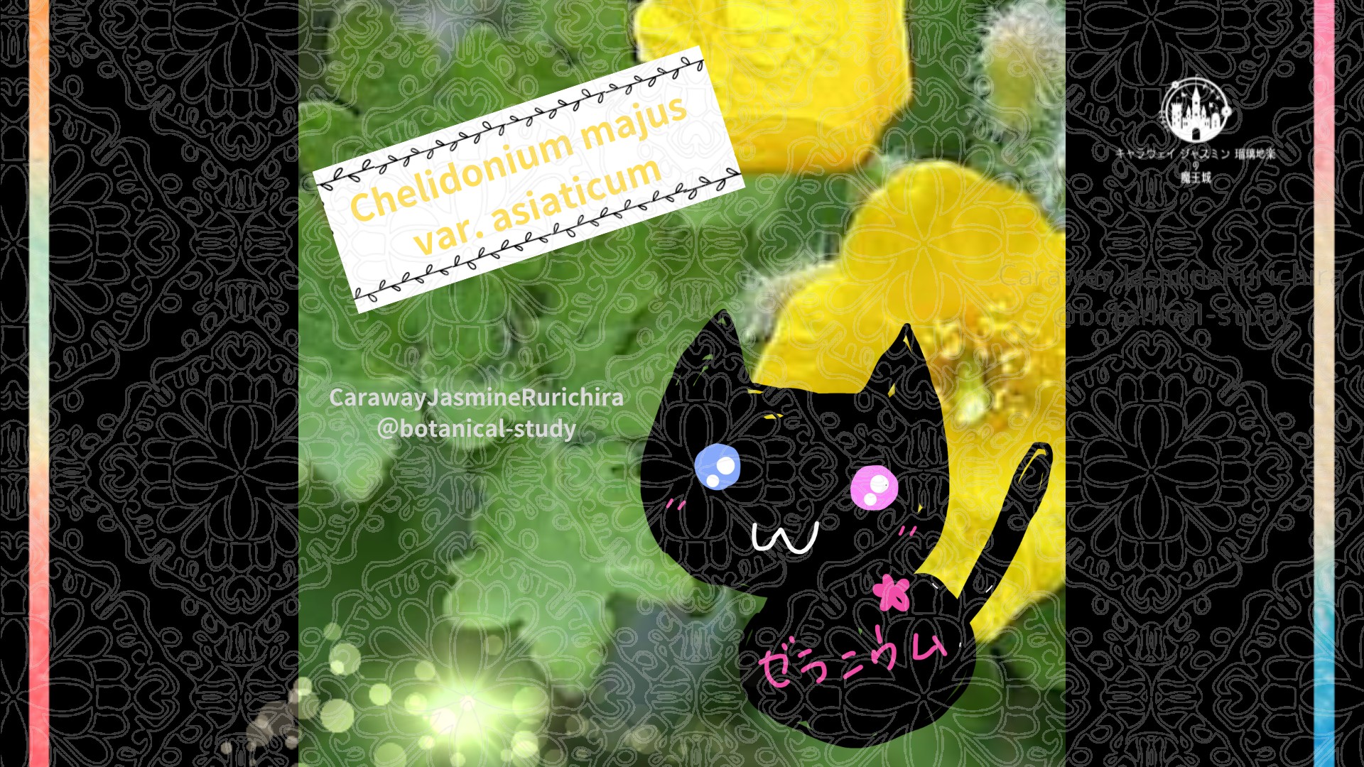今日の誕生花A　7.26