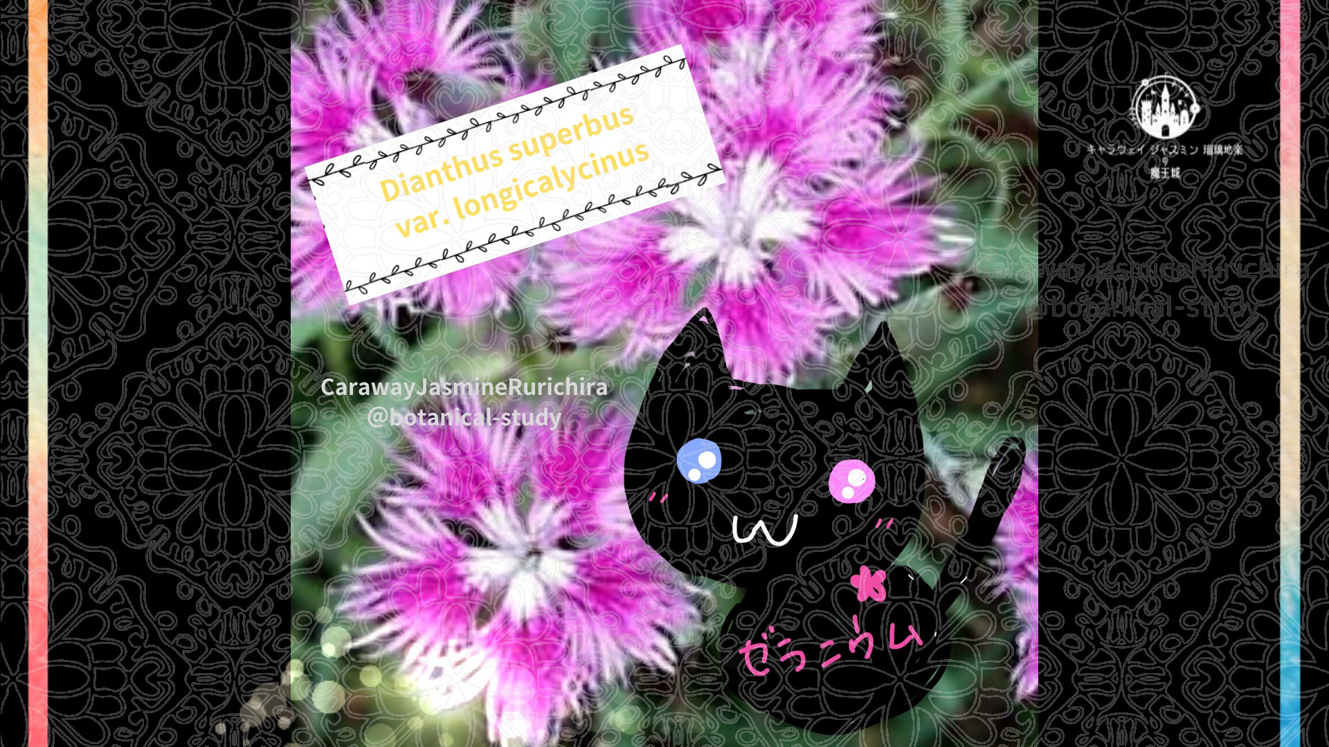 今日の誕生花A　7.28