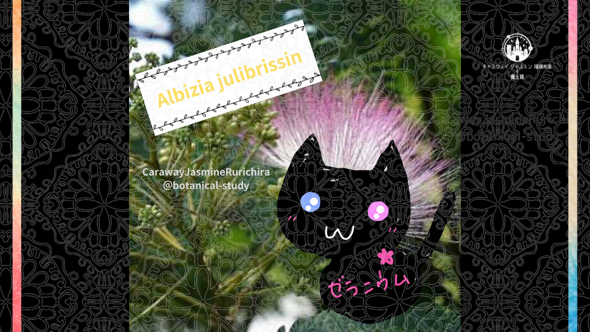 今日の誕生花A　7.21