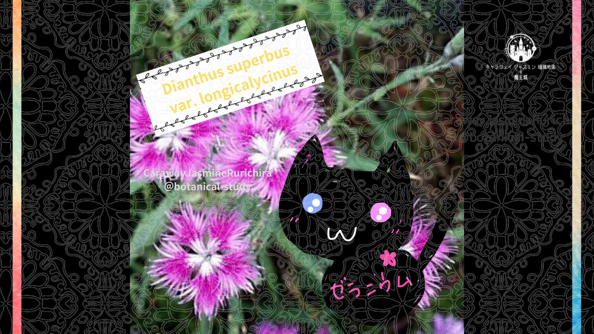 今日の誕生花A　7.22