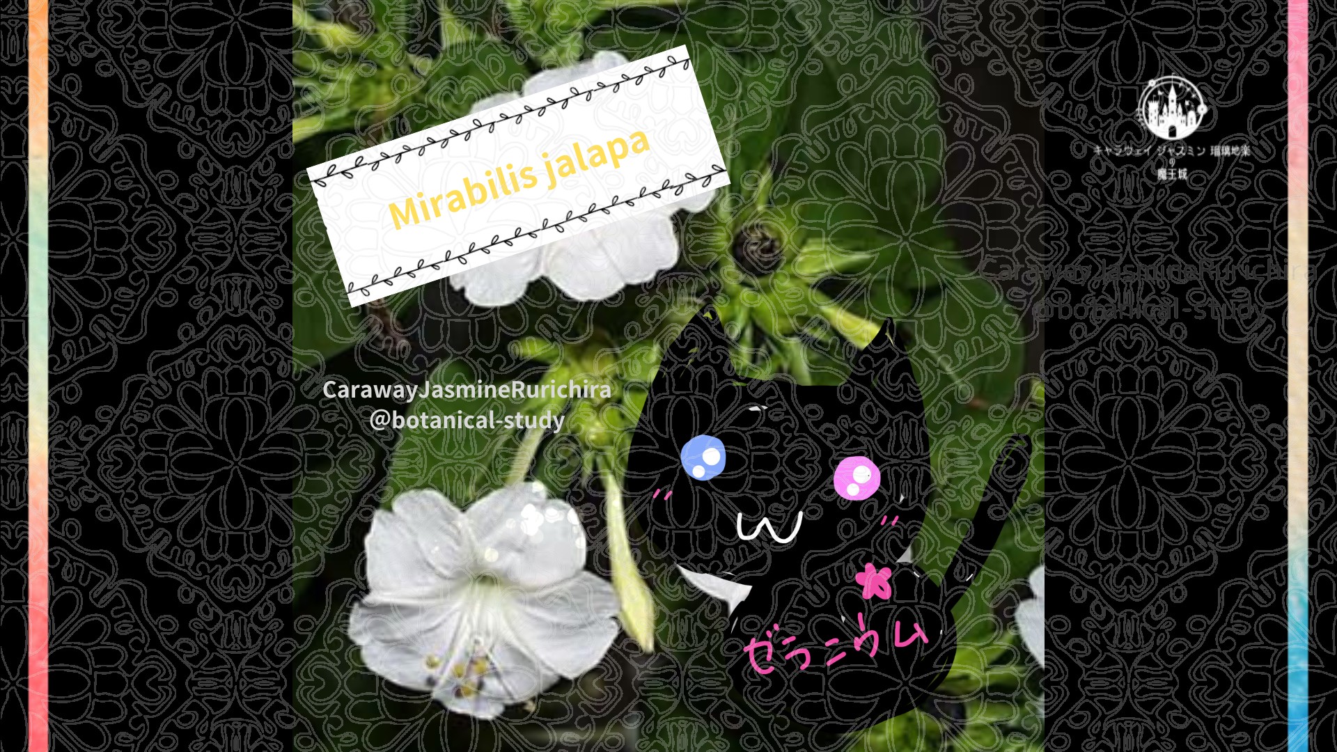 「オシロイバナ」8月1日とCジャスミン瑠璃地楽の今日の誕生花＠botanical-study