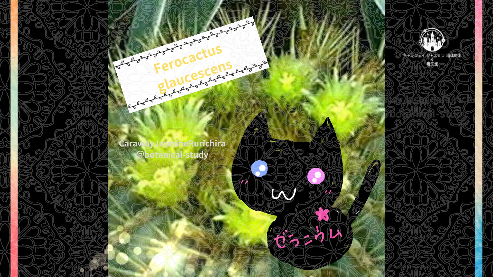 今日の誕生花A　7.29