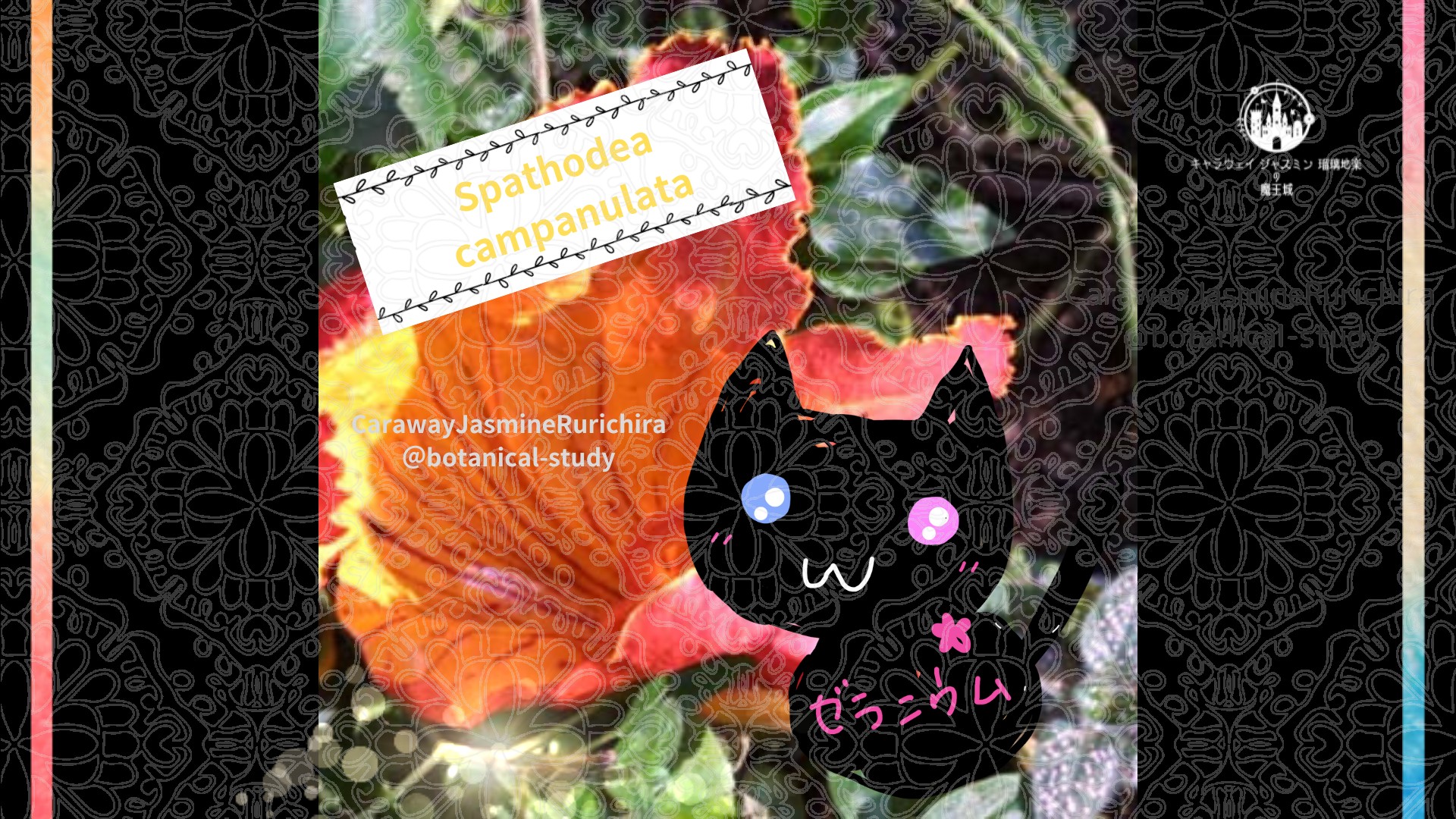 今日の誕生花A　7.30