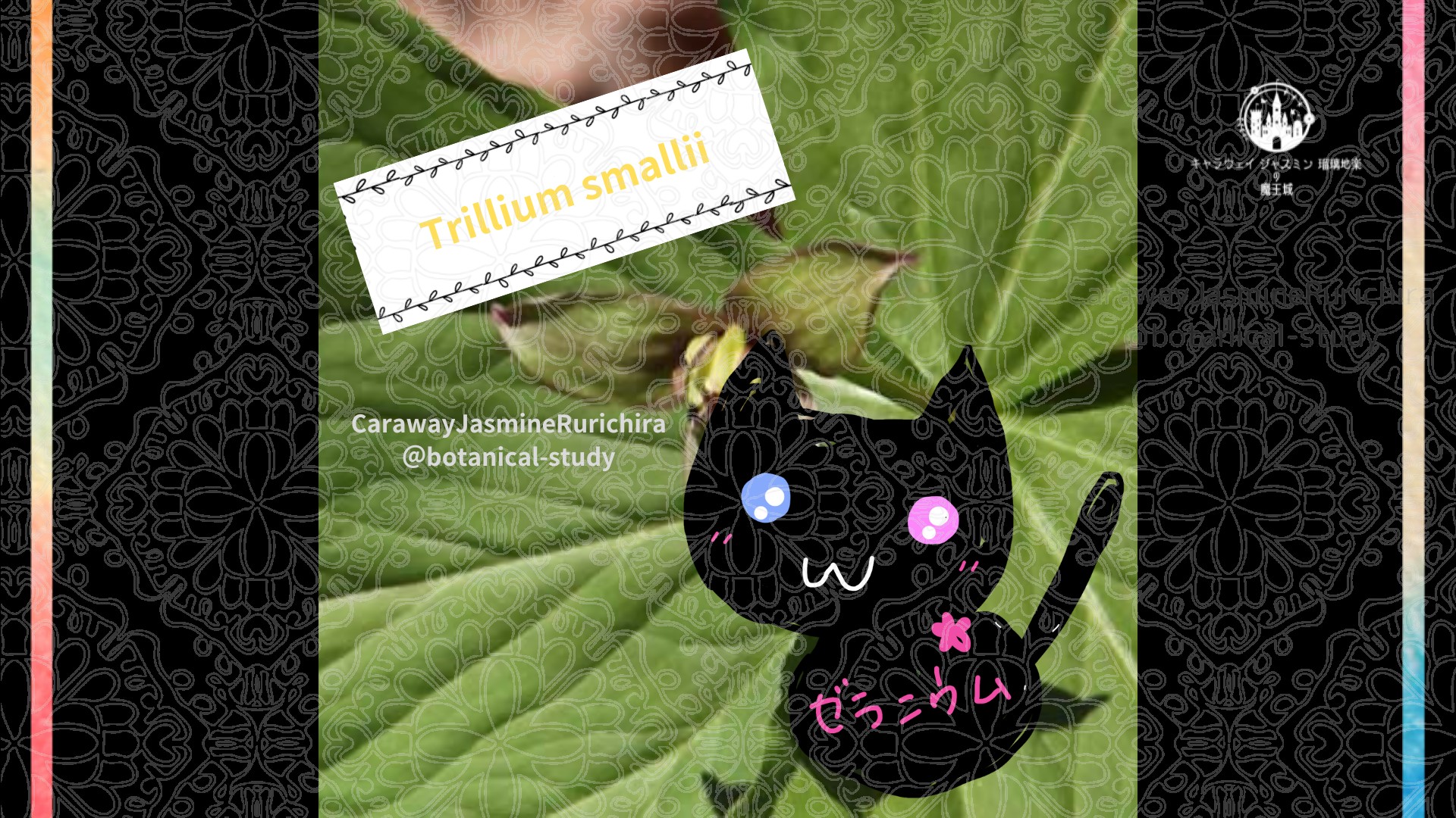 今日の誕生花A　7.24