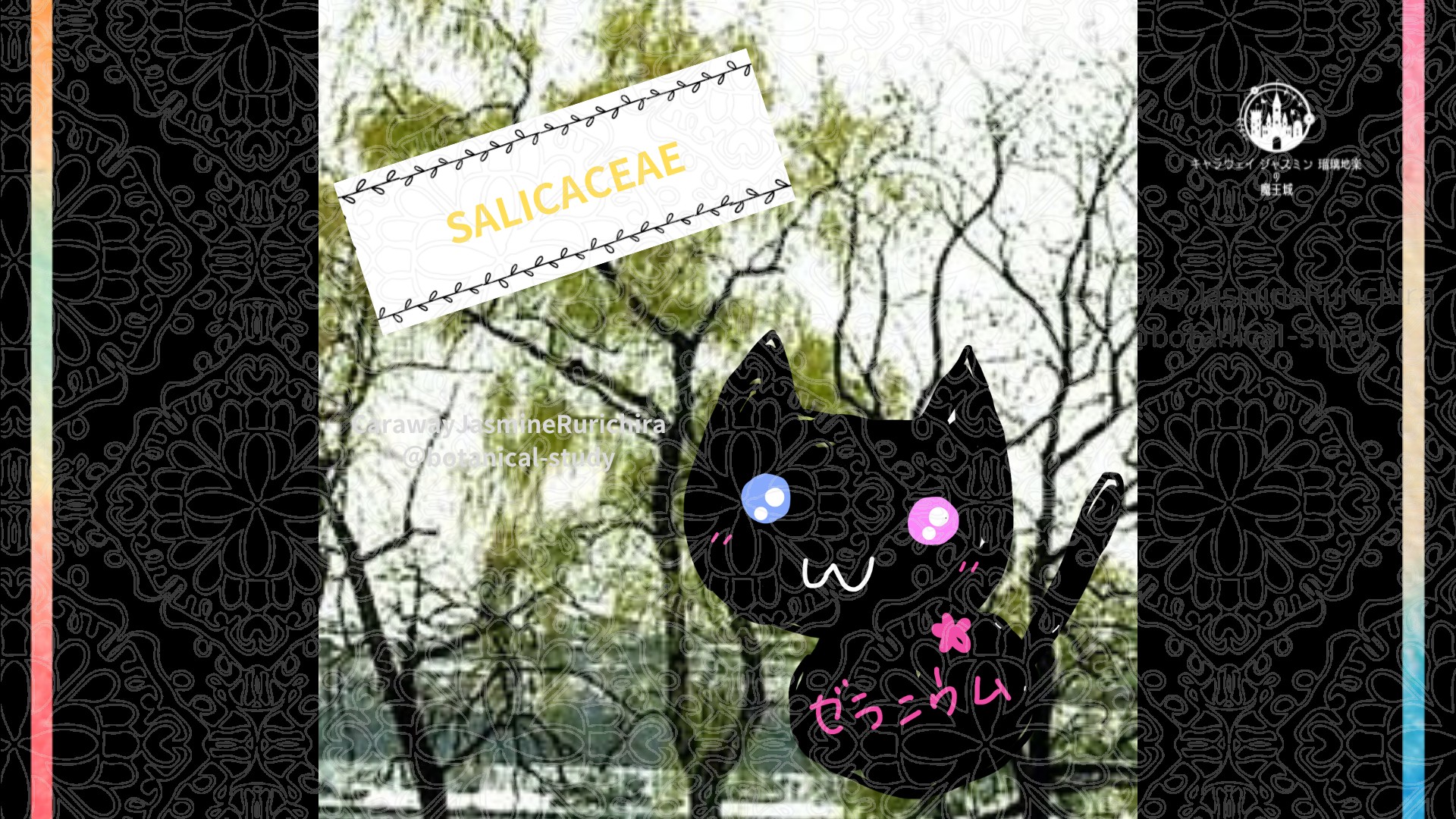 今日の誕生花A　9.13