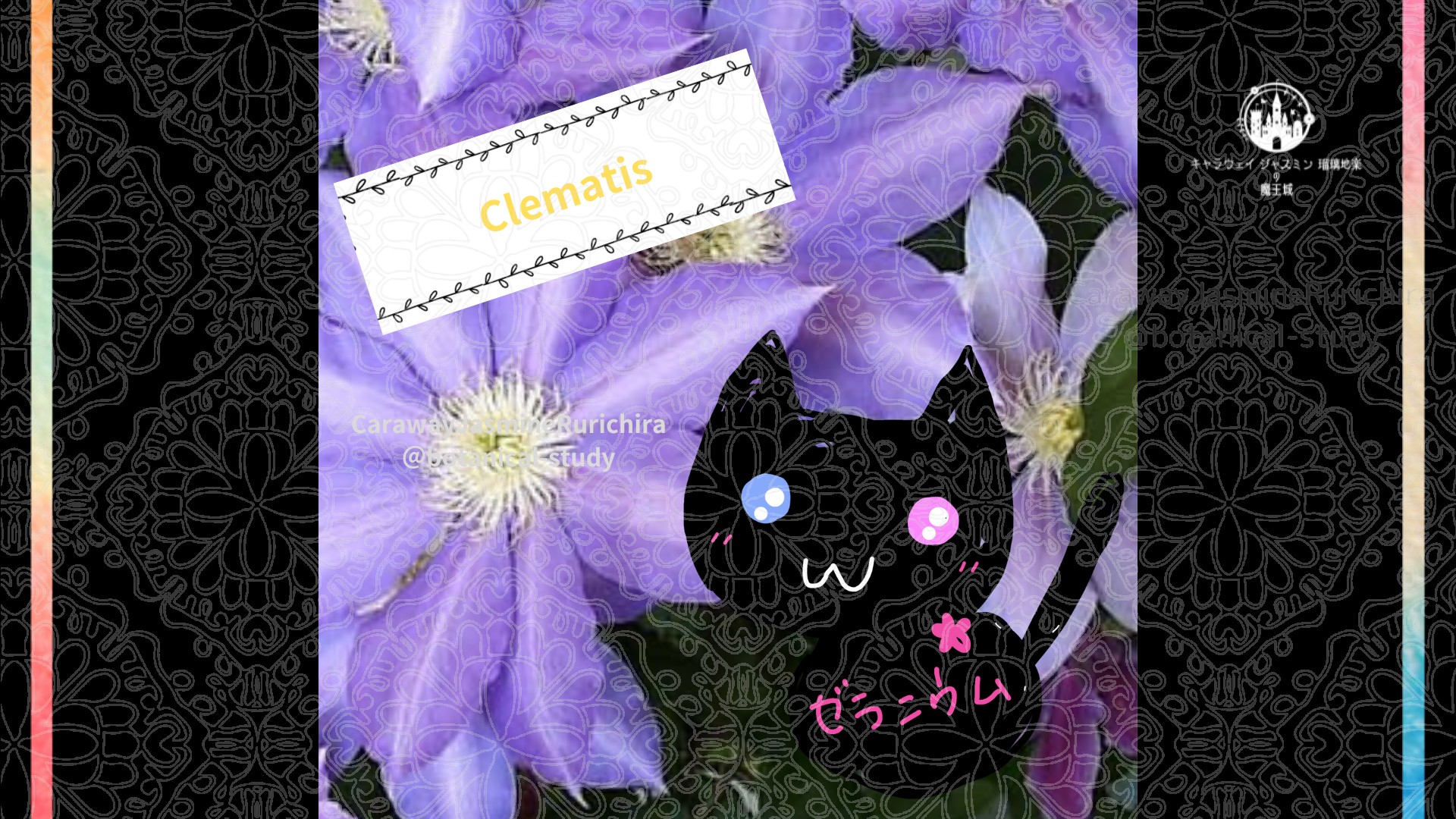 今日の誕生花A　9.12